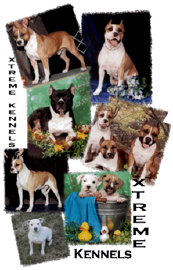 Welcome to Xtreme Kennels!